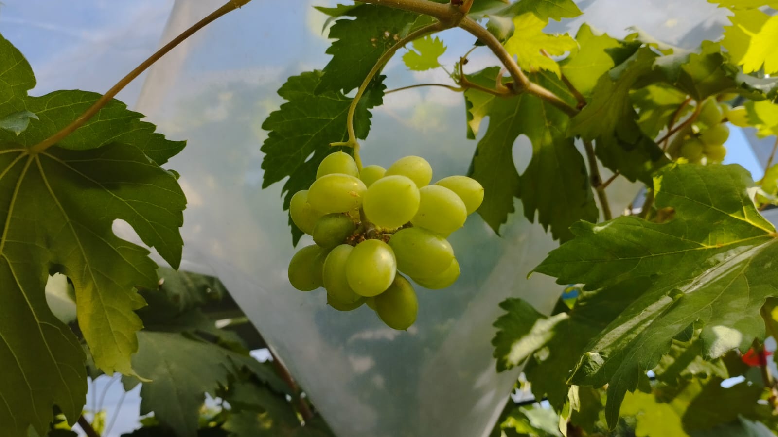 Pak Ali Hijaukan Rumah Sejukan Mata dengan Kebun Anggur