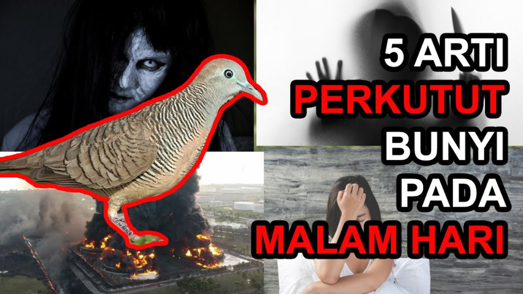 Burung Perkutut Bunyi di Malam Hari, Pertanda Apa?