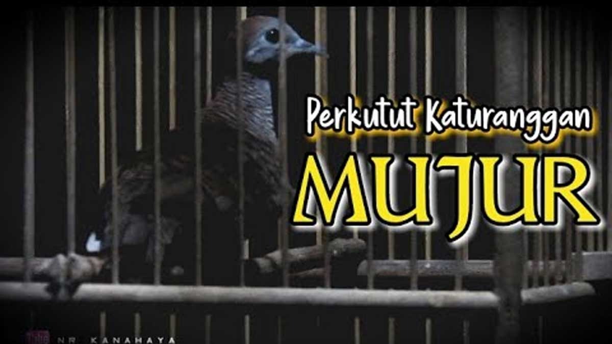 Jadi Simbol Kehidupan yang Terarah dan Penuh Berkah, Perkutut Jenis Ini Bisa Membuat Pemiliknya Kaya Raya