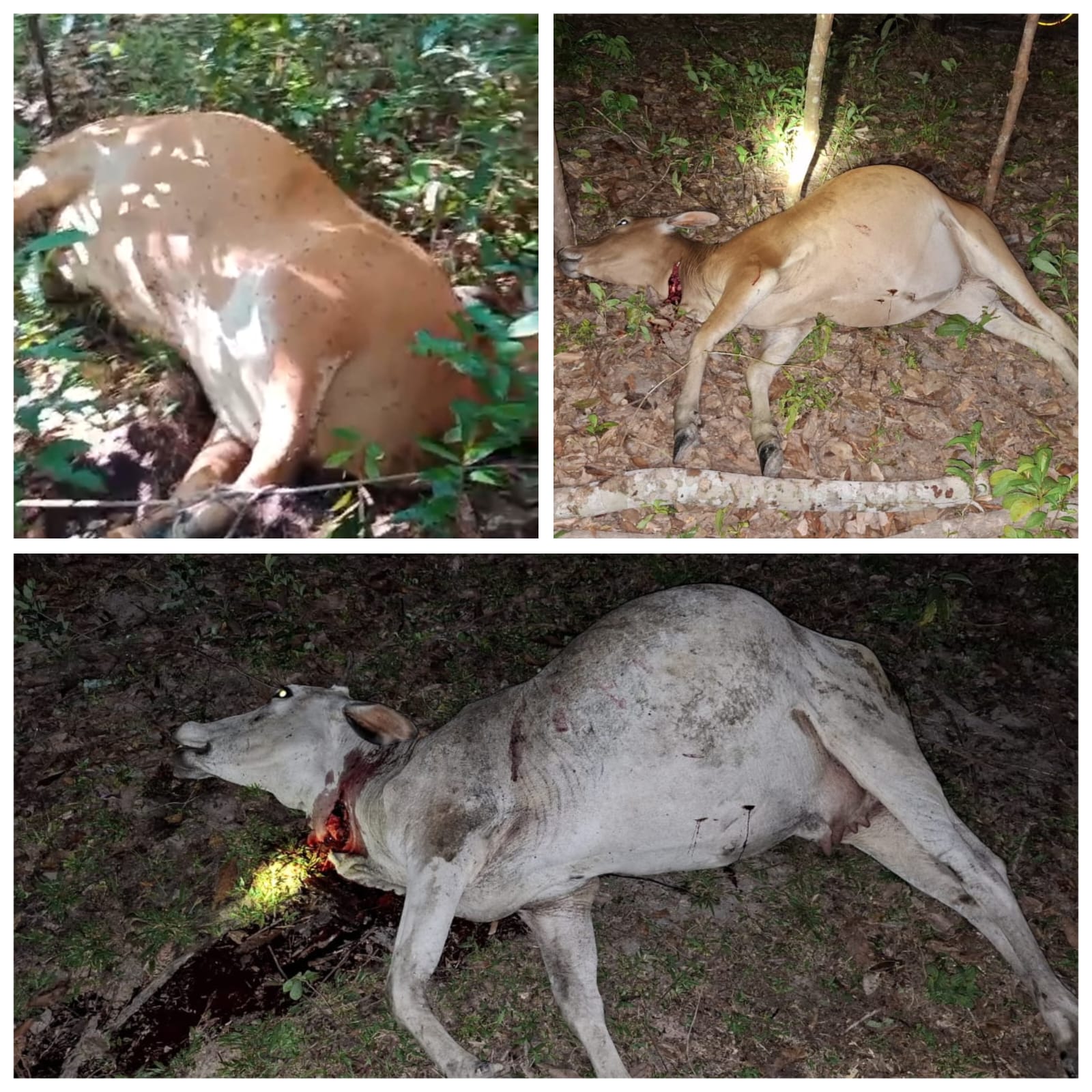 Warga Pangkalan Lampam Resah! Sapi Ternak Banyak Dicuri