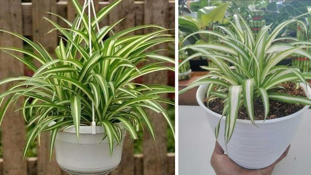 Memiliki Daun-daun Panjang dan Pola Warna Menarik, Ini Cara Mudah Merawat Tanaman Hias Spider Plant