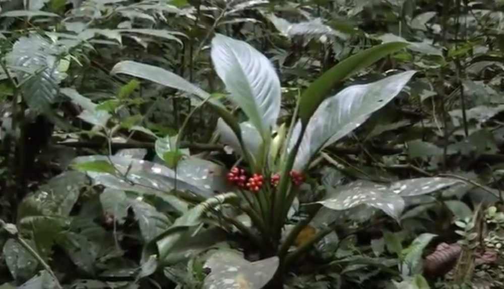Dekorasi Ruangan Cahaya Terbatas, Tanaman Hias Aglaonema Nitidum Ini Bisa Jadi Pilihan