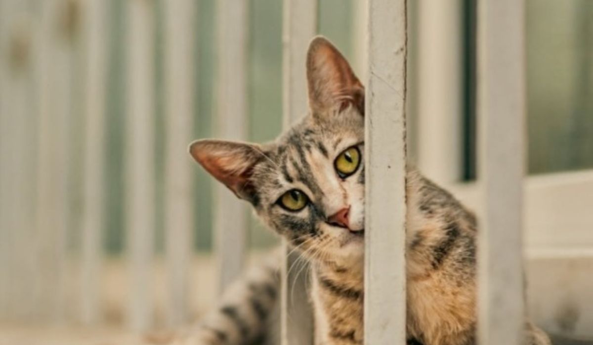 8 Cara Ini Bisa Bikin Bulu Kucing Gak Rontok Lagi, Si Anabul Bakal Tambah Lucu Banget