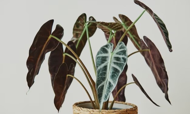 Murah Tapi Bukan Murahan, Ini 6 Jenis Alocasia Paling Jadi Incaran Pecinta Tanaman Hias, Kamu Punya Ga?