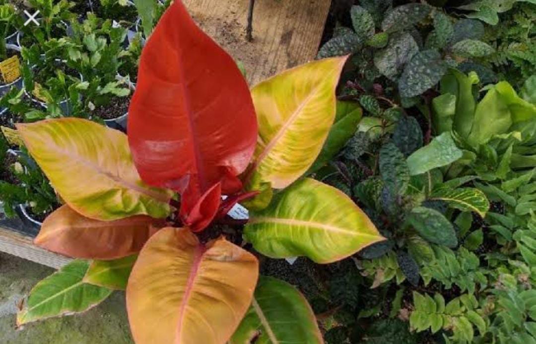 Indahnya Philodendron Red Leaf, Tanaman Hias dengan Daun Merah Muda yang Memikat