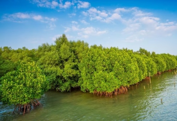 Begini Cara Pertamina EP Bunyu Field Lestarikan Mangrove di Kalimantan Utara