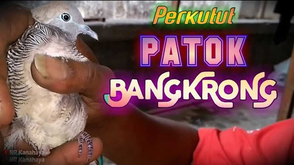 Langka! Burung Perkutut dengan Satu Kaki Ini Memiliki Yoni Sebagai Perlindungan Gaib Kepada Pemiliknya