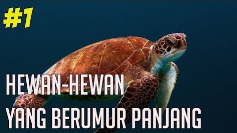 8 Hewan Berumur Panjang yang Ada di Bumi, Bisa Hidup Hingga Ribuan Tahun Bahkan Abadi!