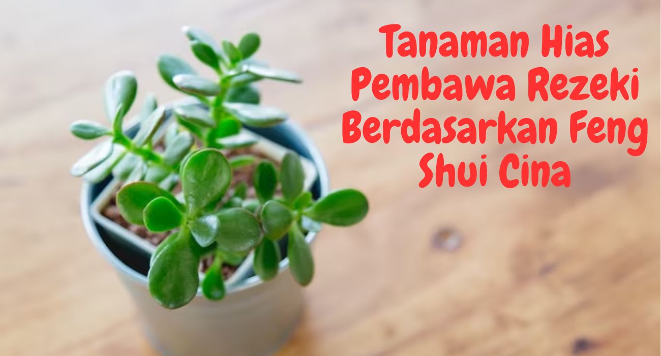 5 Tanaman Hias Pembawa Rezeki Berdasarkan Feng Shui Cina 2024, Nomor 3 Dikenal Sebagai Simbol Kemakmuran