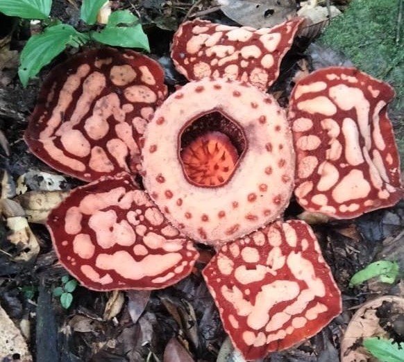 Ditemukan Bunga Rafflesia Hasseltii Mekar Sempurna di Musi Rawas Utara