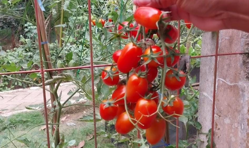 SIMAK 5 Manfaat Buah Tomat Ceri, Nomor 6 Anda Tidak Menduganya