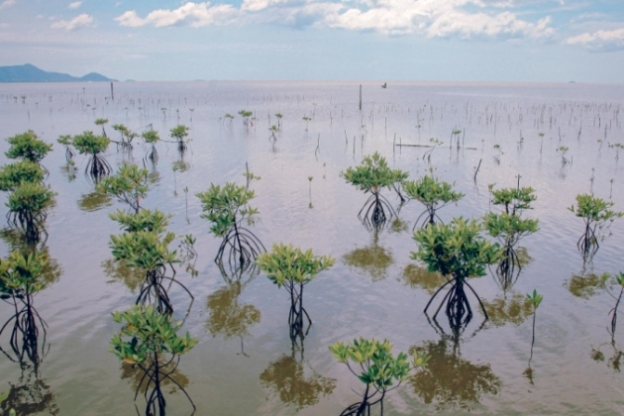 Lakukan Konservasi Mangrove di Riau, Pertamina Hulu Rokan Berhasil Kurangi Emisi Karbon Setara 845 Mobil