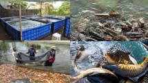 6 Daerah di Sumsel Penghasil Ikan Budidaya Terbanyak, Nomor 4 Kota Tertua di Indonesia