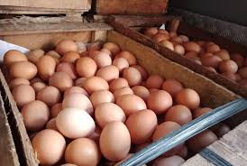 Harga Telur Ayam di PALI Sentuh Level Rp30 Ribu Perkilo 