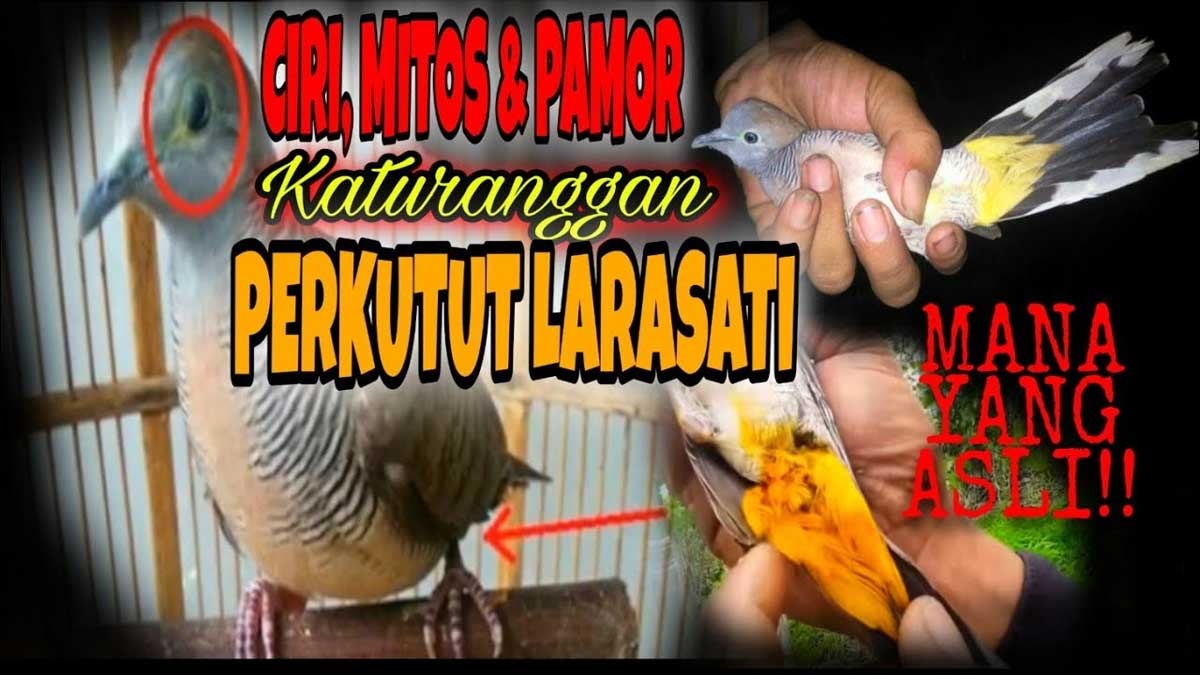 Memiliki Makna Keseimbangan Hati, Perkutut Jenis Ini Dipercaya Bisa Membawa Kebahagiaan dan Ketenangan