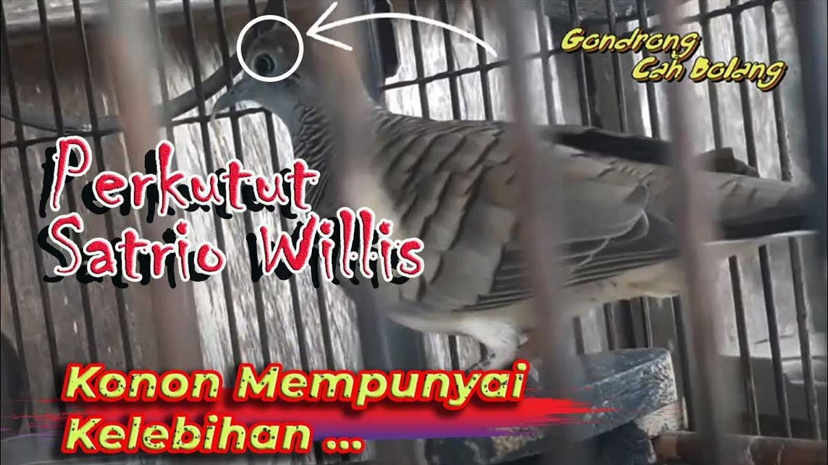 Katuranggan Satrio Wilis: Jenis Burung Perkutut dengan Kasta Tertinggi, Yuk Kenali Ciri-cirinya