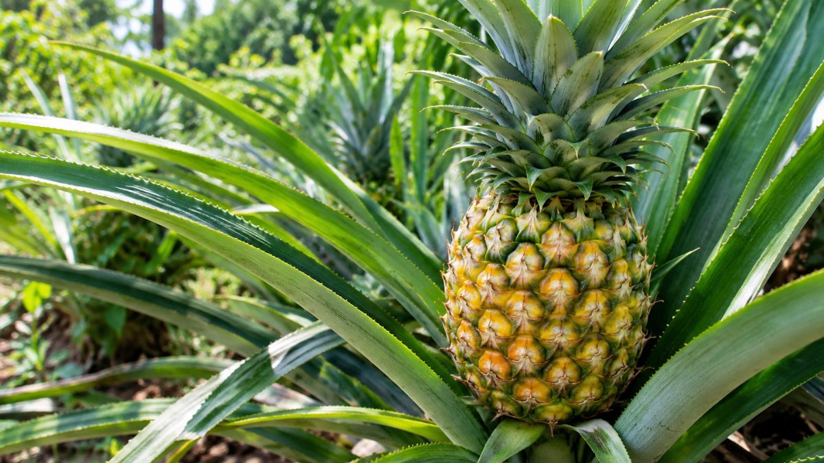 7 Manfaat Buah Nanas untuk Kesehatan: Asem-Seger Tapi Khasiatnya Bikin Kaget