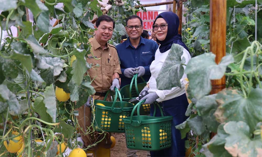 Kelompok Pembibitan Eco Agrotomation Binaan Bukit Asam Panen Perdana Melon Premium