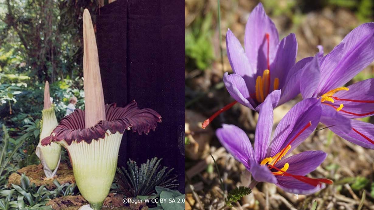 Amorphophallus Titanium hingga Saffron Crocus, Inilah 5 Tanaman Hias Paling Langka yang Jadi Buruan Kolektor 