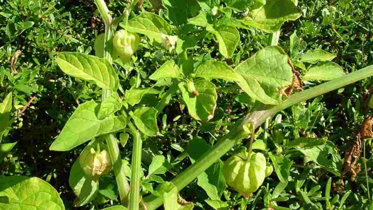 Dari Tanaman Liar Jadi Herbal Andalan, Ini Khasiat Ciplukan untuk Jantung