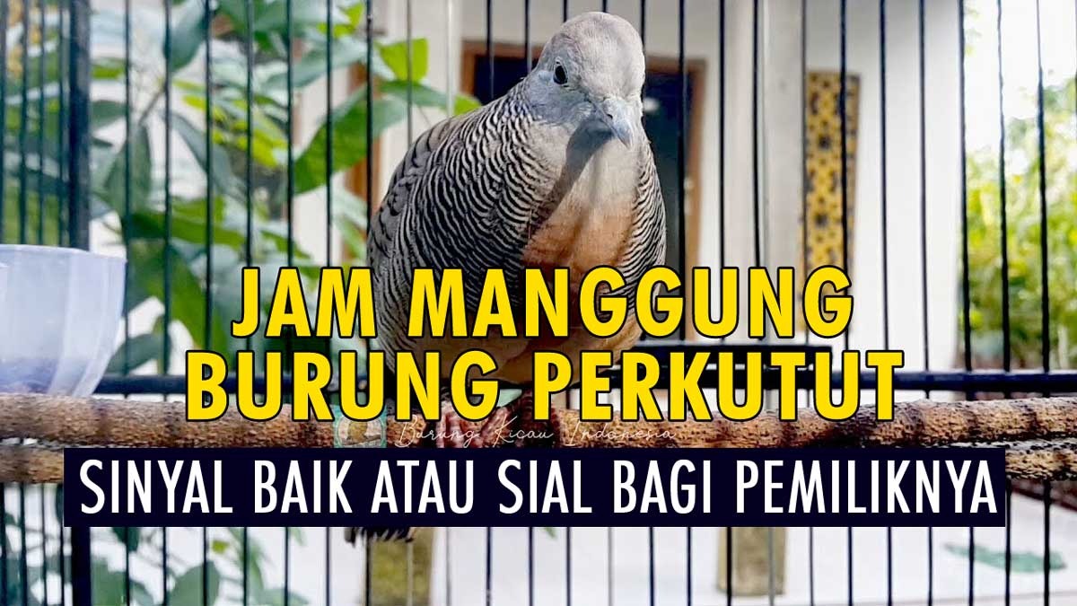 Mengungkap Makna Jam Manggung Pada Burung Perkutut, Sinyal Baik atau Sial bagi Pemiliknya?