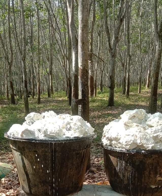 Miris, Petani Karet di Kabupaten Empat Lawang Tidak Bisa Menyadap, Apa Penyebabnya?