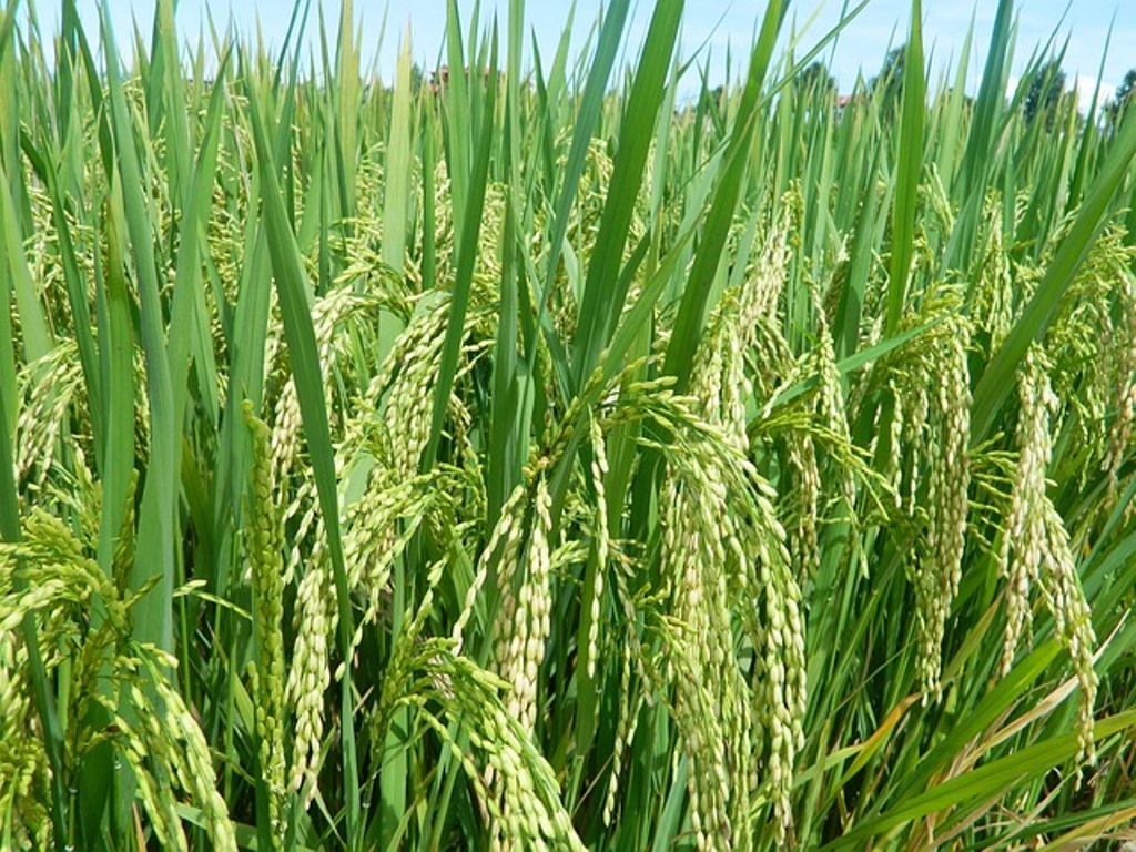 Inilah Kampung Unik di Jawa Barat dengan Cadangan Pangan Hingga 95 Tahun, Kuncinya Hindari Dosa Besar Ini