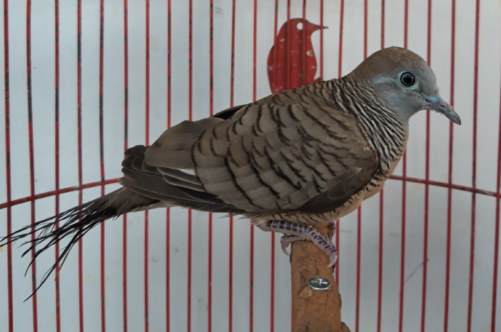 5 Cara Perawatan Harian Untuk Burung Perkutut Agar Rajin Bunyi dan Jinak