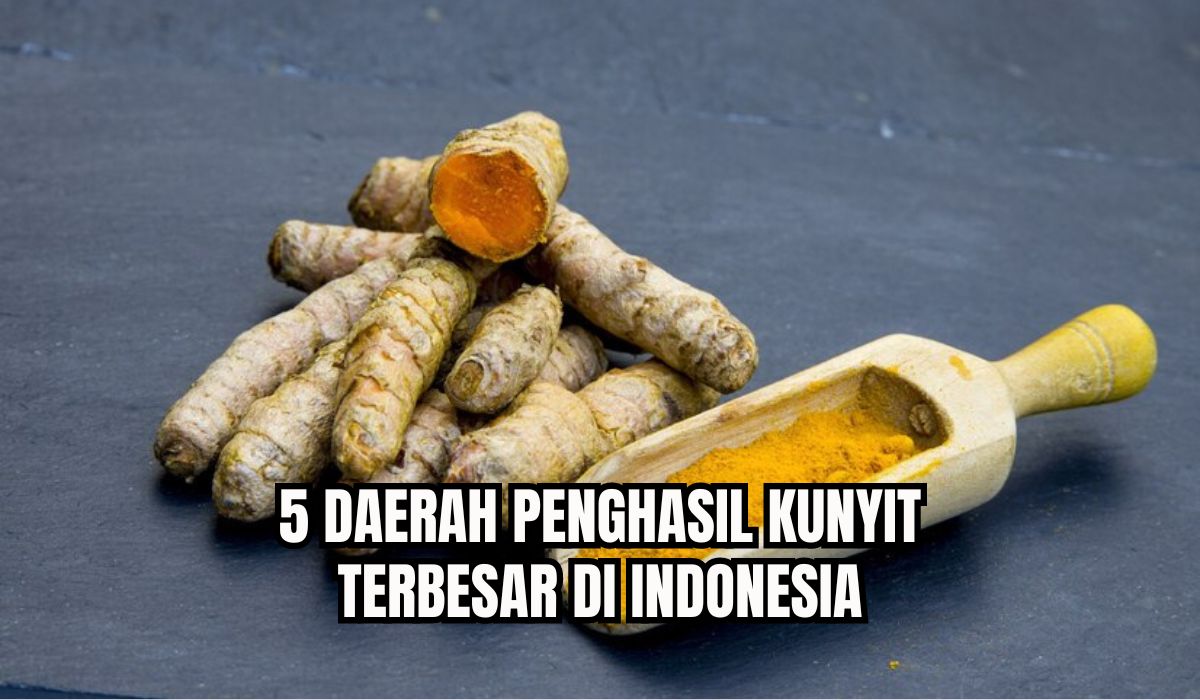 Segudang Manfaat Kunyit Untuk Kulit dan Kesehatan,Ternyata Ini 5 Daerah Penghasil Kunyit Terbesar di Indonesia