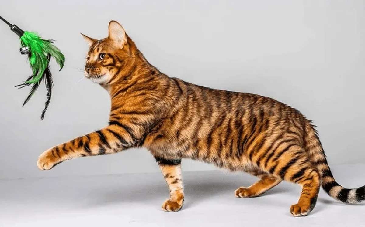 Inilah Ras Toyger, Kucing yang Mirip Harimau, Kenali Ciri dan Karakteristiknya