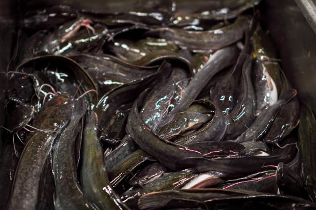 Inilah 5 Manfaat Ikan Lele Bagi Kesehatan, Begini Cara Aman Mengkonsumsinya