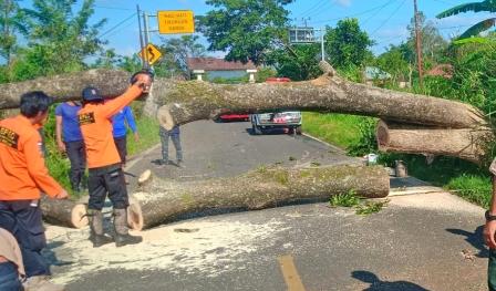 Diterjang Angin Kencang Pohon Tumbang di Pagaralam