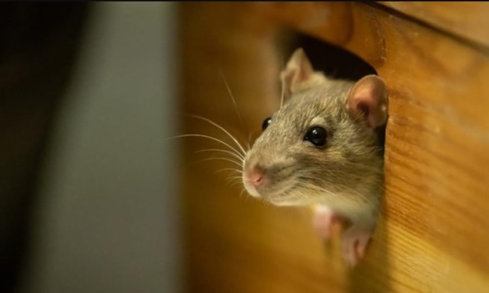 Cara Ampuh Buat Ngusir Tikus Dari Rumah, Dijamin Mujarab