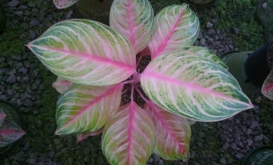  Aglaonema Cinta, Tanaman Hias Cantik dengan Daun Berbentuk Hati