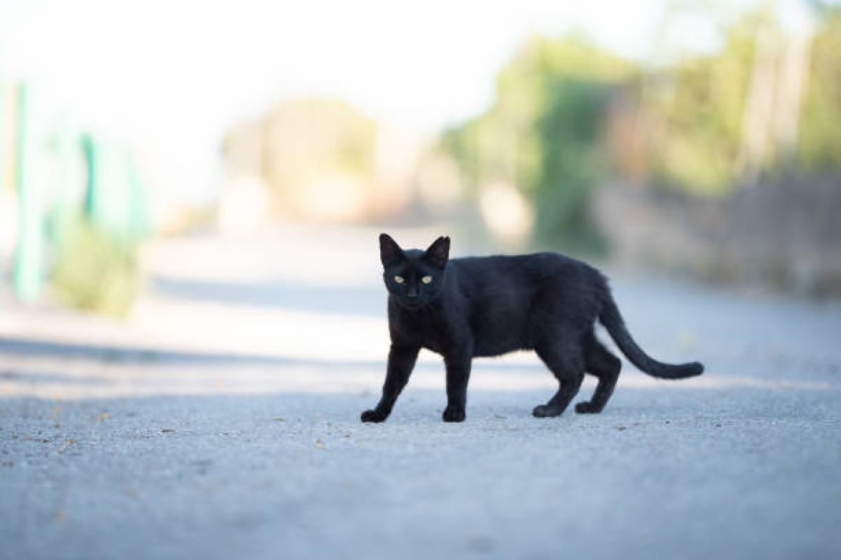WASPADA! Ini 6 Makna Kesialan Menabrak Kucing Menurut Primbon Jawa