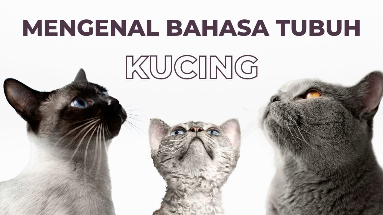 Pecinta Anabul Merapat! Ini Bahasa Kucing yang Wajib Kamu Ketahui