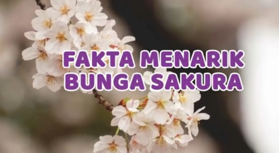 Berikut 8 Fakta Menarik Tentang Bunga Sakura di Jepang yang Wajib Kamu Ketahui