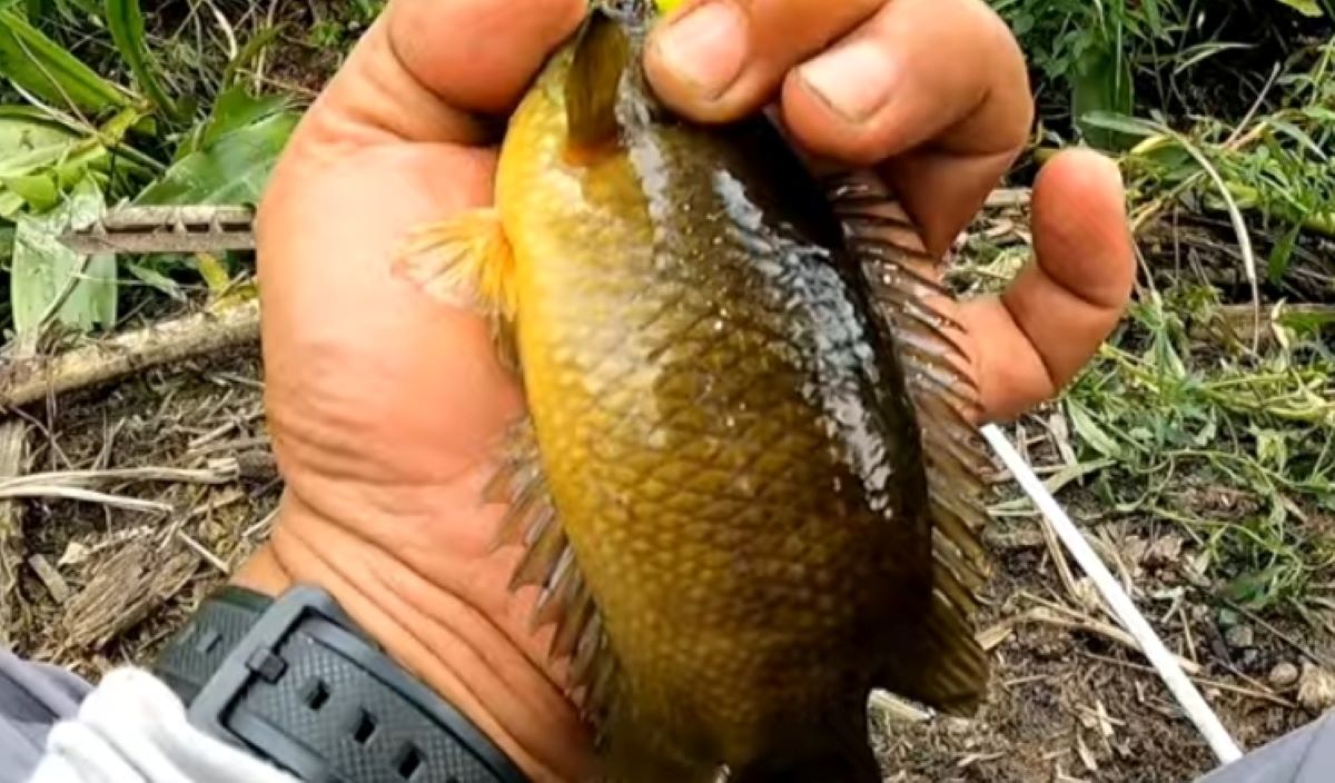 Anti Boncos! Simak 13 Umpan Jitu Mancing Ikan Betok Paling Gacor