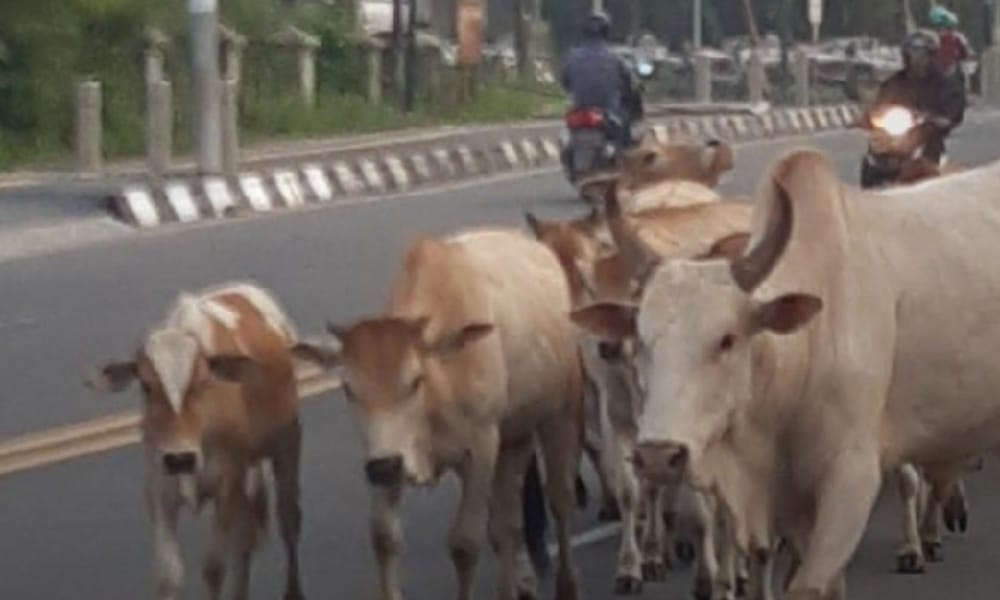 WADUH! Sapi Ternak Berkeliaran di Jalanan OI, Pihak Kepolisian Sudah Turun Tangan 