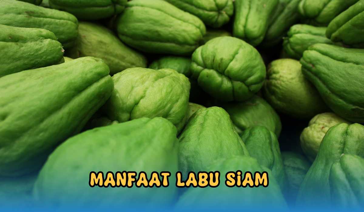 4 Manfaat Makan Labu Siam Rebus, Lalapan yang Kaya Manfaat, Baik Untuk yang Lagi Diet!