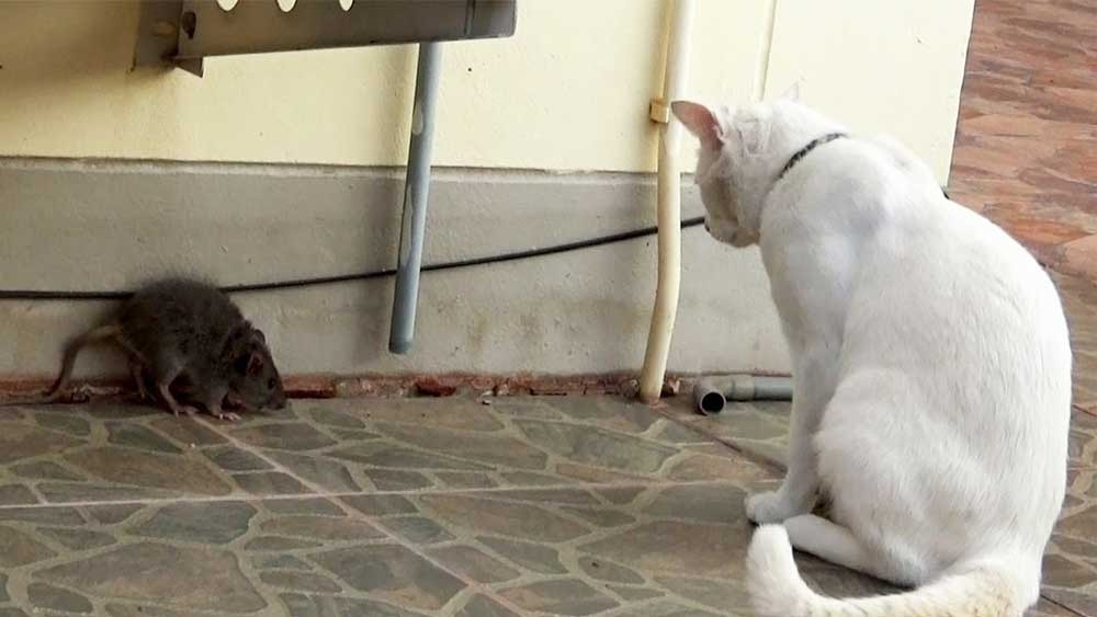 5 Ras Kucing Spesialis Memburu Tikus, Cocok Dipelihara di Rumah  