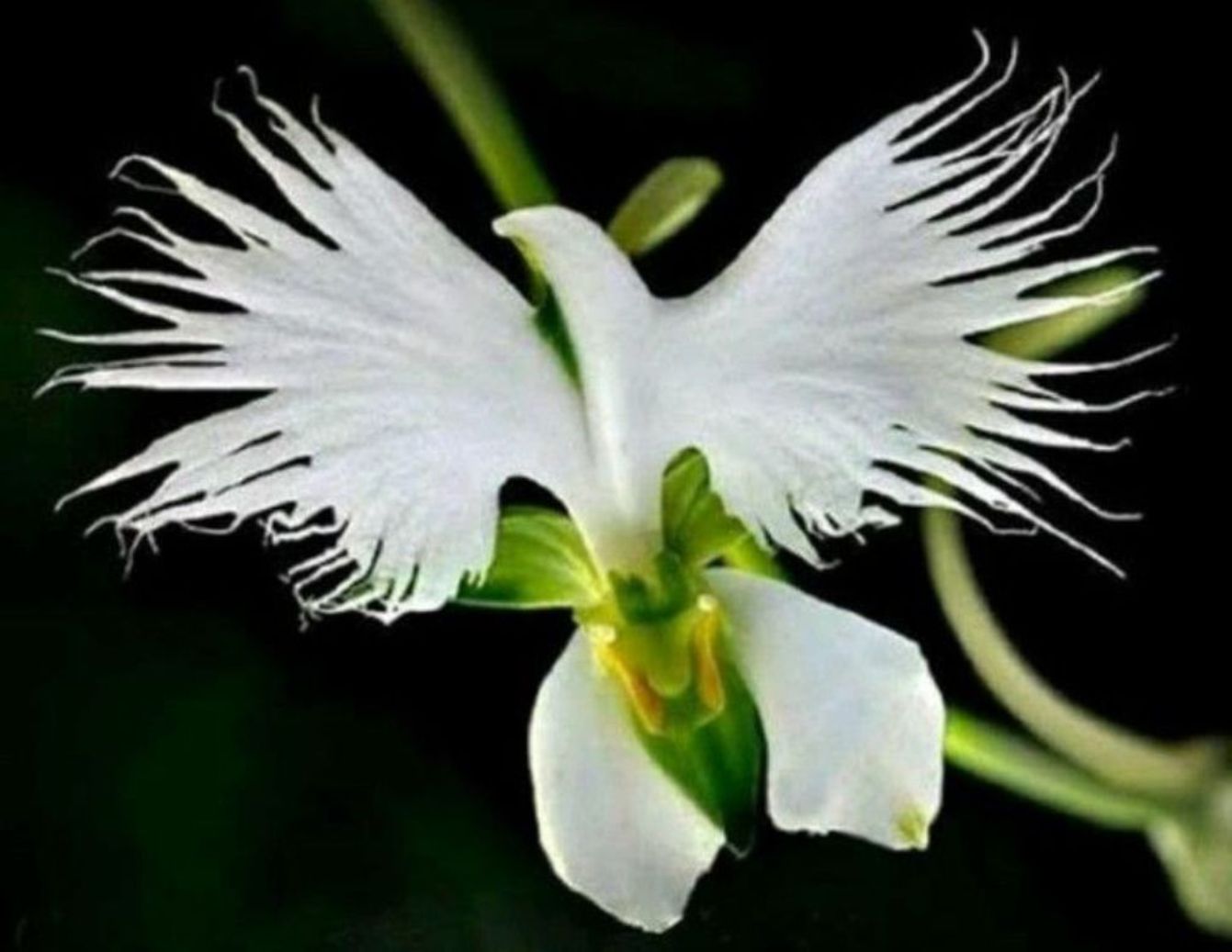 Memiliki Sebutan White Eagle Orchid, Ini Dia 5 Jenis Anggrek Tercantik di Dunia