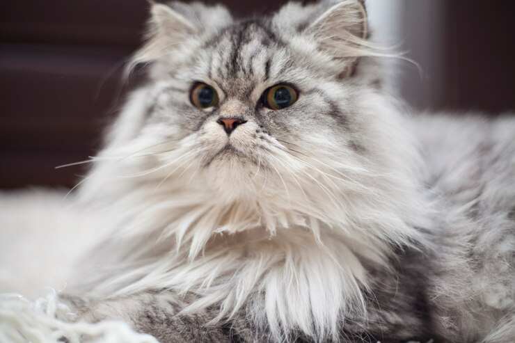 5 Jenis Kucing Peliharaan yang Banyak Disukai oleh CatLovers, Ada Anabulmu?