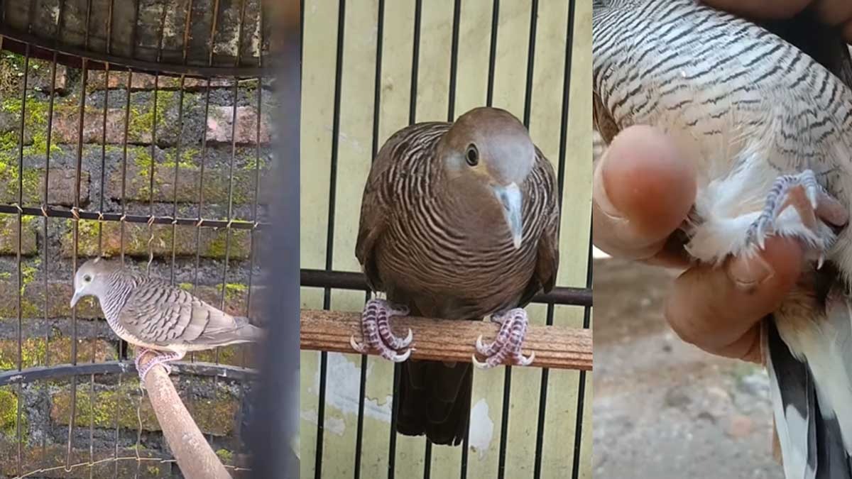 5 Burung Perkutut dengan Keistimewaan yang Dapat Menarik Kekayaan, Nomor 3 Dianggap Sebagai 'Raja' Perkutut