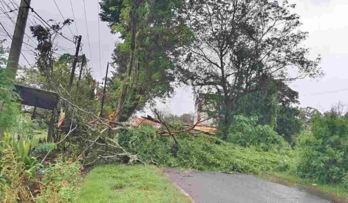 Respon Cepat, BPBD Muba Tuntaskan Pohon Tumbang yang Ganggu Akses Jalan