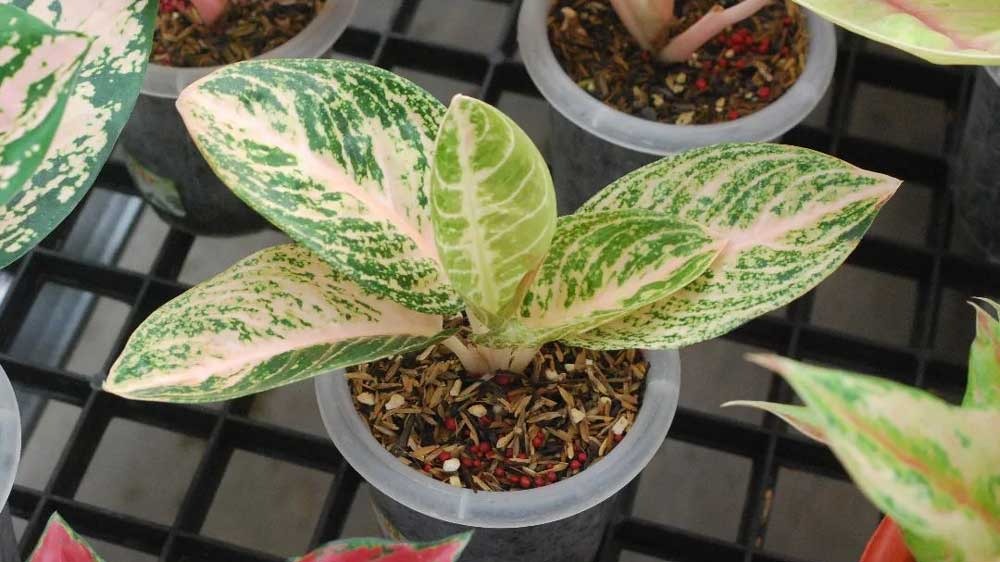 Aglaonema Widuri Putih, Tanaman Hias Menawan Penyejuk Ruangan