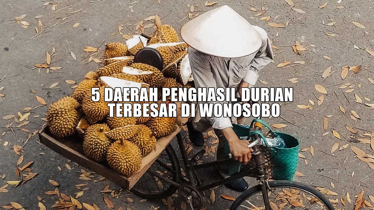 Pecinta Durian Merapat, Inilah 5 Daerah Penghasil Durian Terbesar di Wonosobo, Bukan Sukoharjo Juaranya, Tapi?