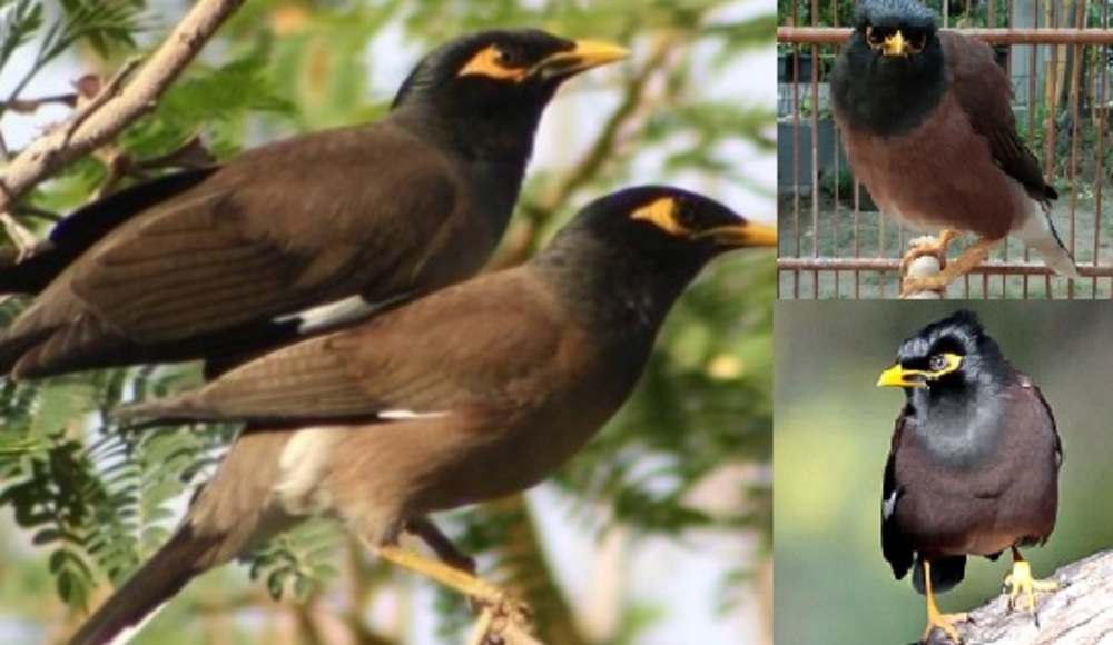 Burung Berkicau Ini Paling Setia dengan Pasangannya, Masak Kamu Kalah!