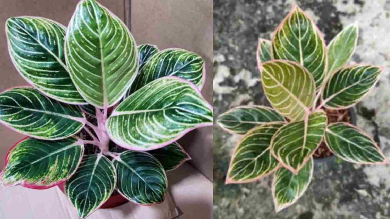 Kenapa Aglonema Minion Banyak Diburu Pecinta Tanaman Hias? Ini Jawabannya!