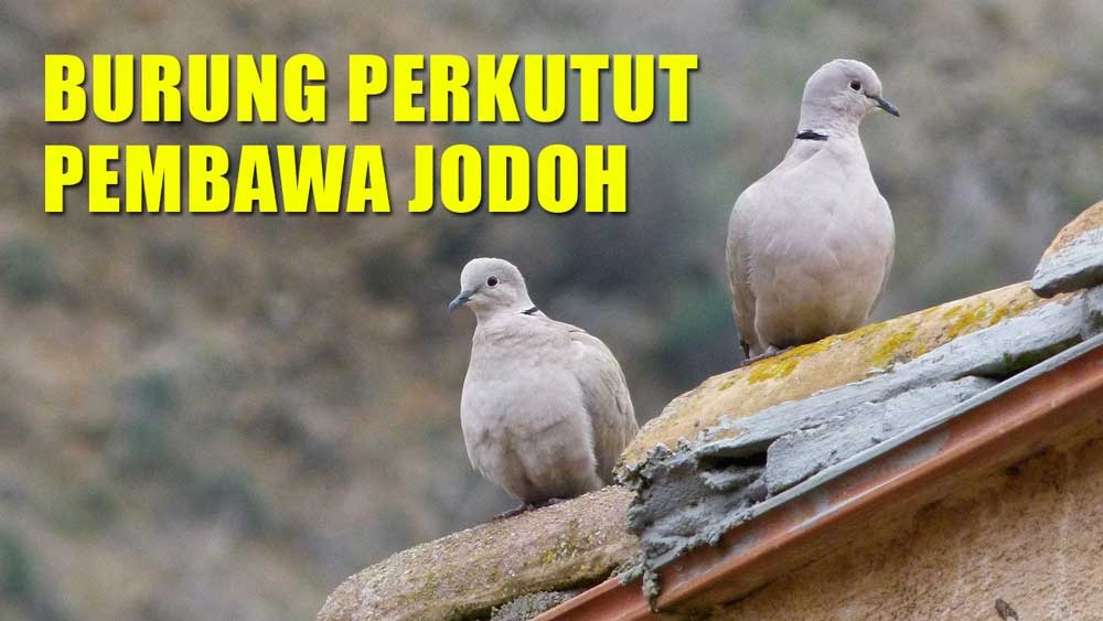 Burung Perkutut Jenis Ini Bisa Dekatkan Jodoh, Jomblo Wajib Pelihara!